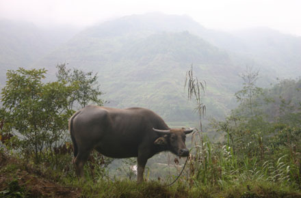 The Philippines, Banaue Rice Terraces, , Walkopedia