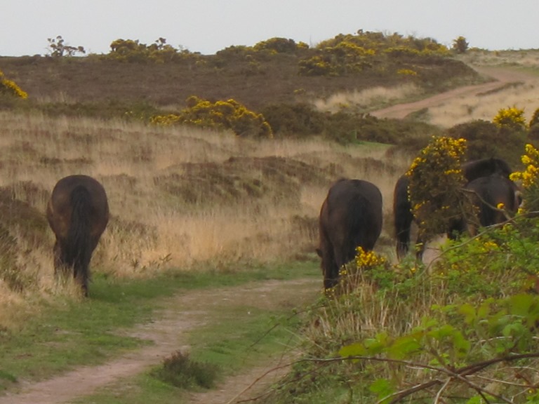 United Kingdom England South-west, South West Coast Path, , Walkopedia