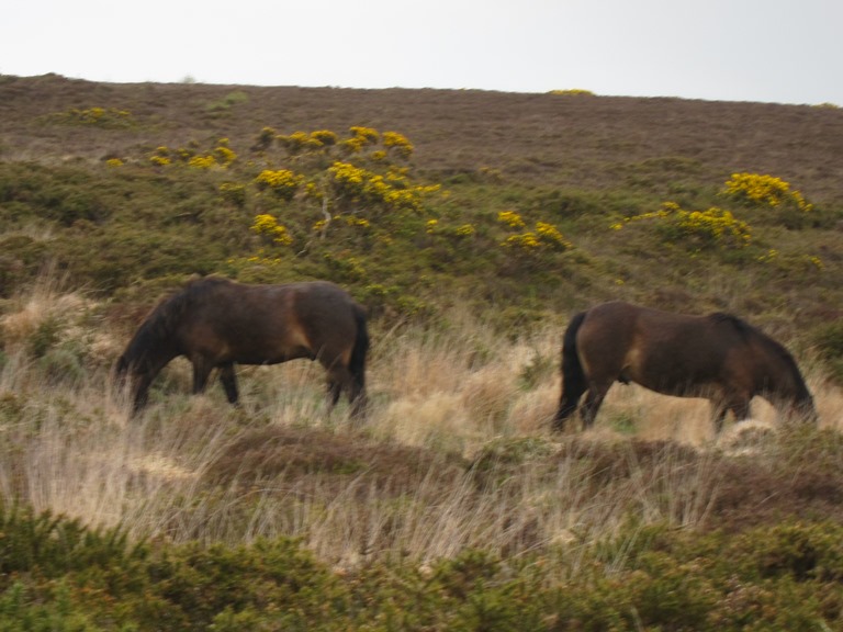 United Kingdom England South-west, South West Coast Path, , Walkopedia