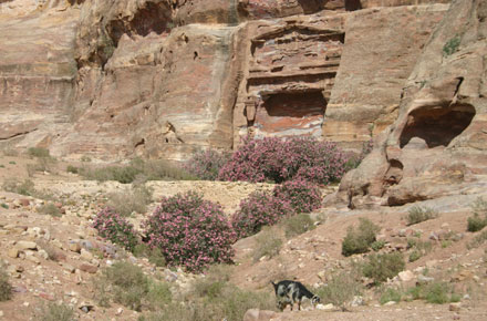 Jordan Petra, Royal Tombs and Wadi al Mudhlim, Royal Tombs and Wadi al Mudhlim, Walkopedia