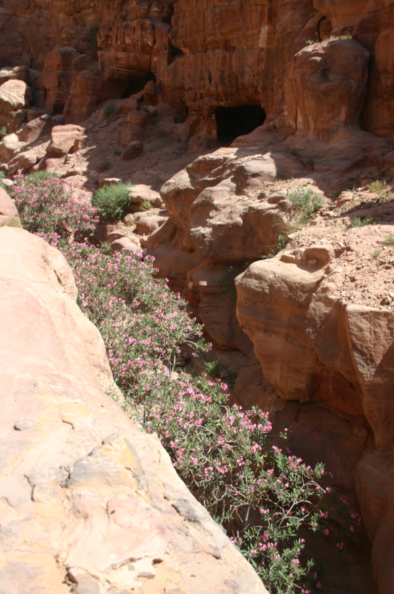 Jordan Petra, Al Deir (Monastery) Circuit, From the steps, early on, Walkopedia