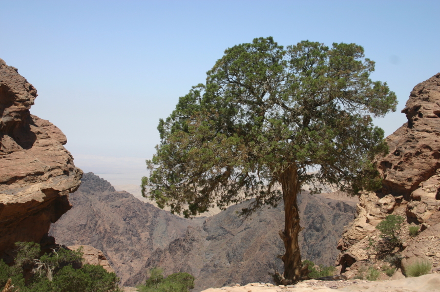 Jordan Petra, Al Deir (Monastery) Circuit, Tree above Wadi Siyagh, Wadi Araba behind, Walkopedia