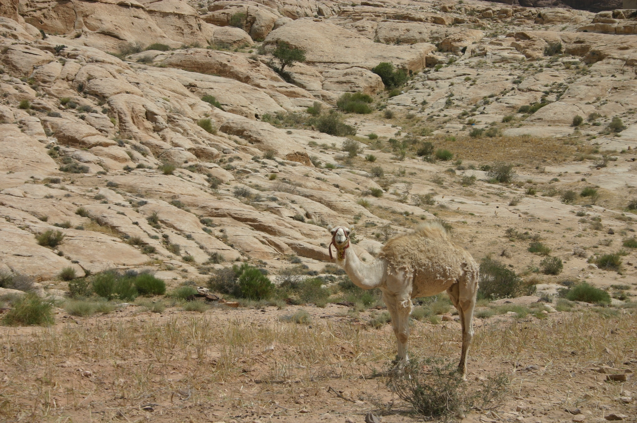 Jordan Petra, Little Petra to Petra, , Walkopedia