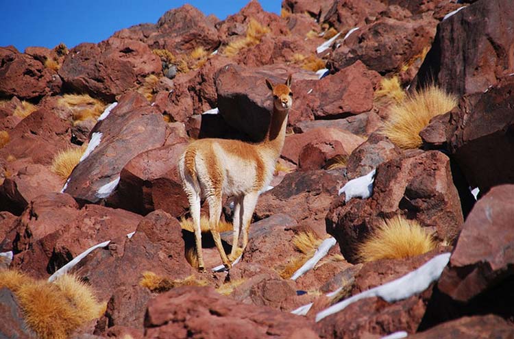 Chile, Atacama Desert, Vicuna, Atacama, Walkopedia