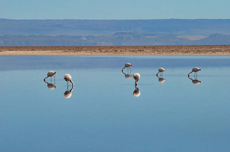 Chile, Atacama Desert, Flamingoes, Walkopedia