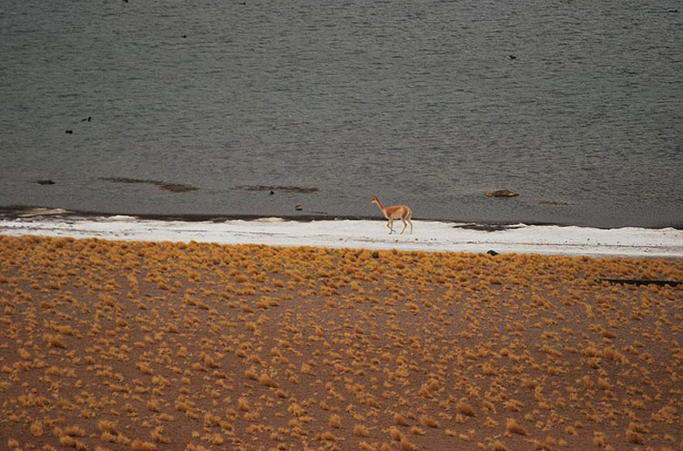 Chile, Atacama Desert, Atacama 2 - ? From Flickr user Ana Raquel, Walkopedia