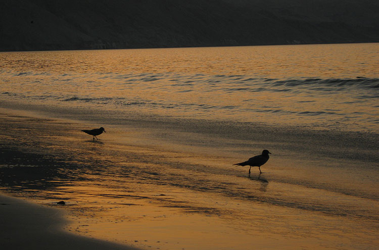 Chile, Atacama Desert, Birds in the Sunset - ? From Flickr user Phillie Casablanca, Walkopedia