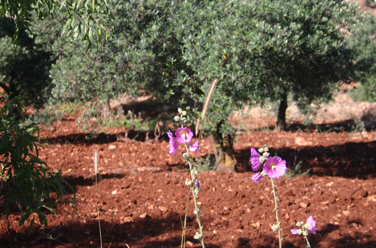 Jordan, Ajloun Woodland Reserve, Ajloun Flora - by William Mackesy, Walkopedia