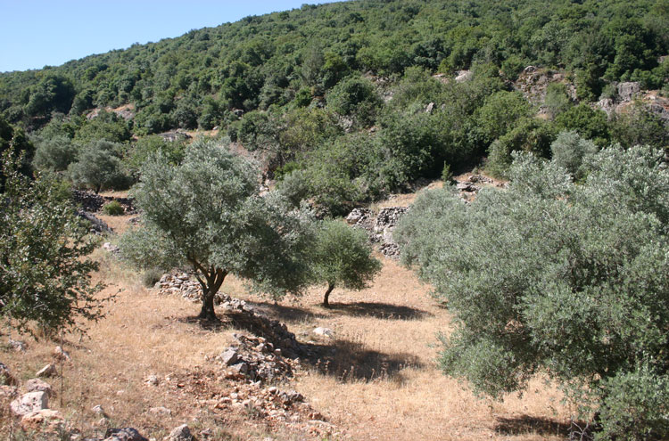 Jordan, The Prophet's Trail, Forest and Farmland - by William Mackesy, Walkopedia