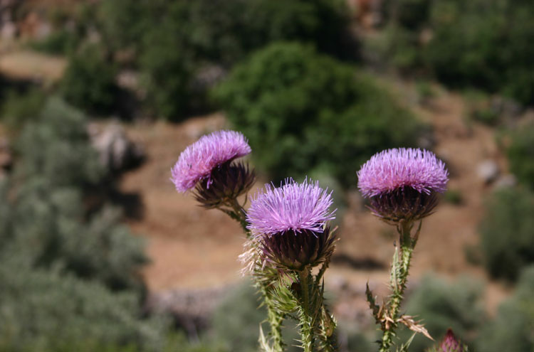 Jordan, The Prophet's Trail, Prophet's Trail flora - by William Mackesy, Walkopedia