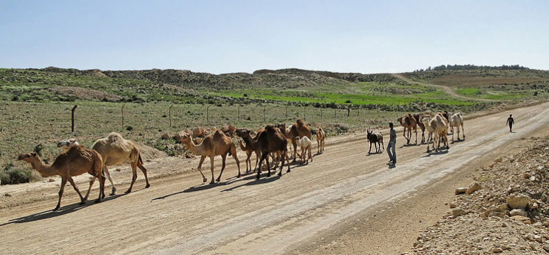 Jordan, Dana Area, Camels in the Dana Reserve 8, Walkopedia