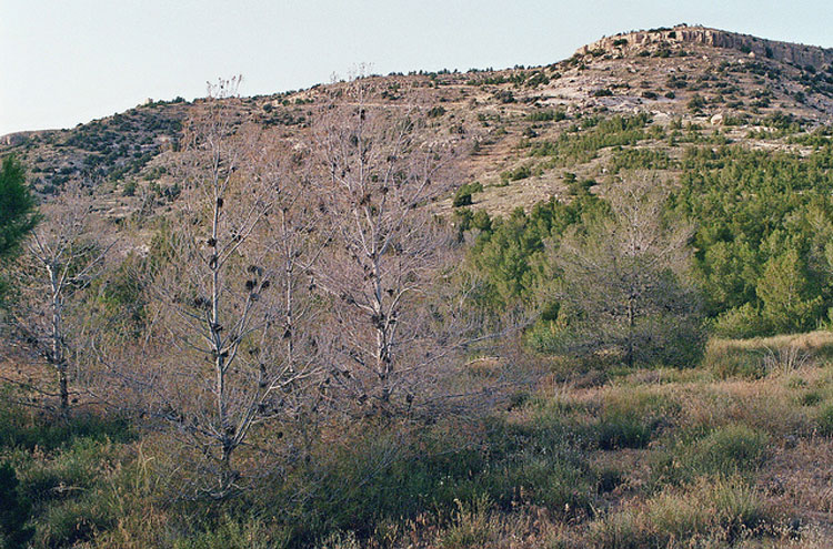 Jordan, Dana Area, Dana Nature Reserve - ? From Flickr user Philipp Dennert, Walkopedia