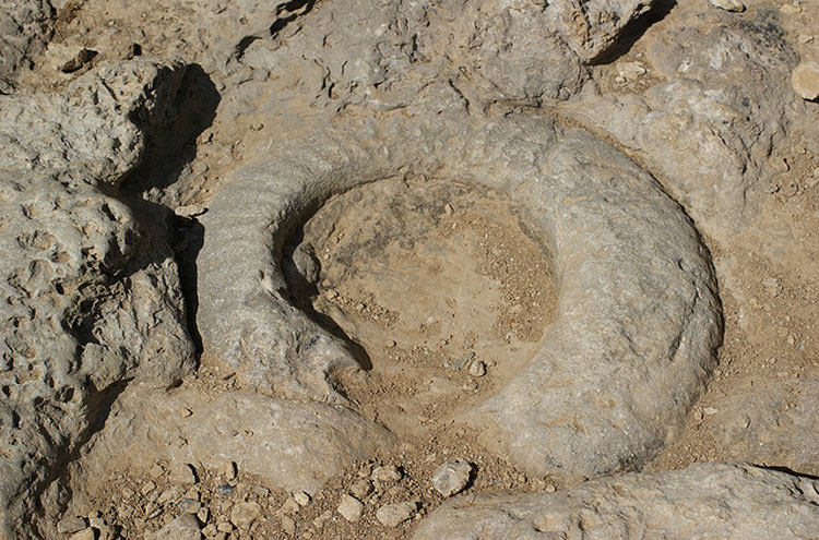 United Kingdom England South-west, Jurassic Coast, Ammonite, Walkopedia