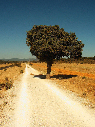 Spain NW The Camino, Camino Frances (Camino de Santiago), Camino Frances, Walkopedia