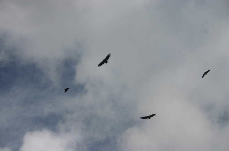 Spain NW Picos de Europa, Central Picos Traverse, Vultures, Walkopedia