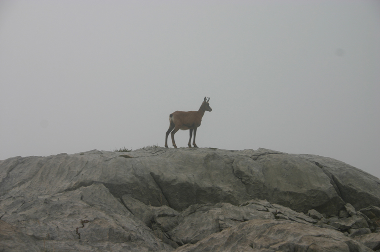 Spain NW Picos de Europa, Jermoso Traverse, , Walkopedia