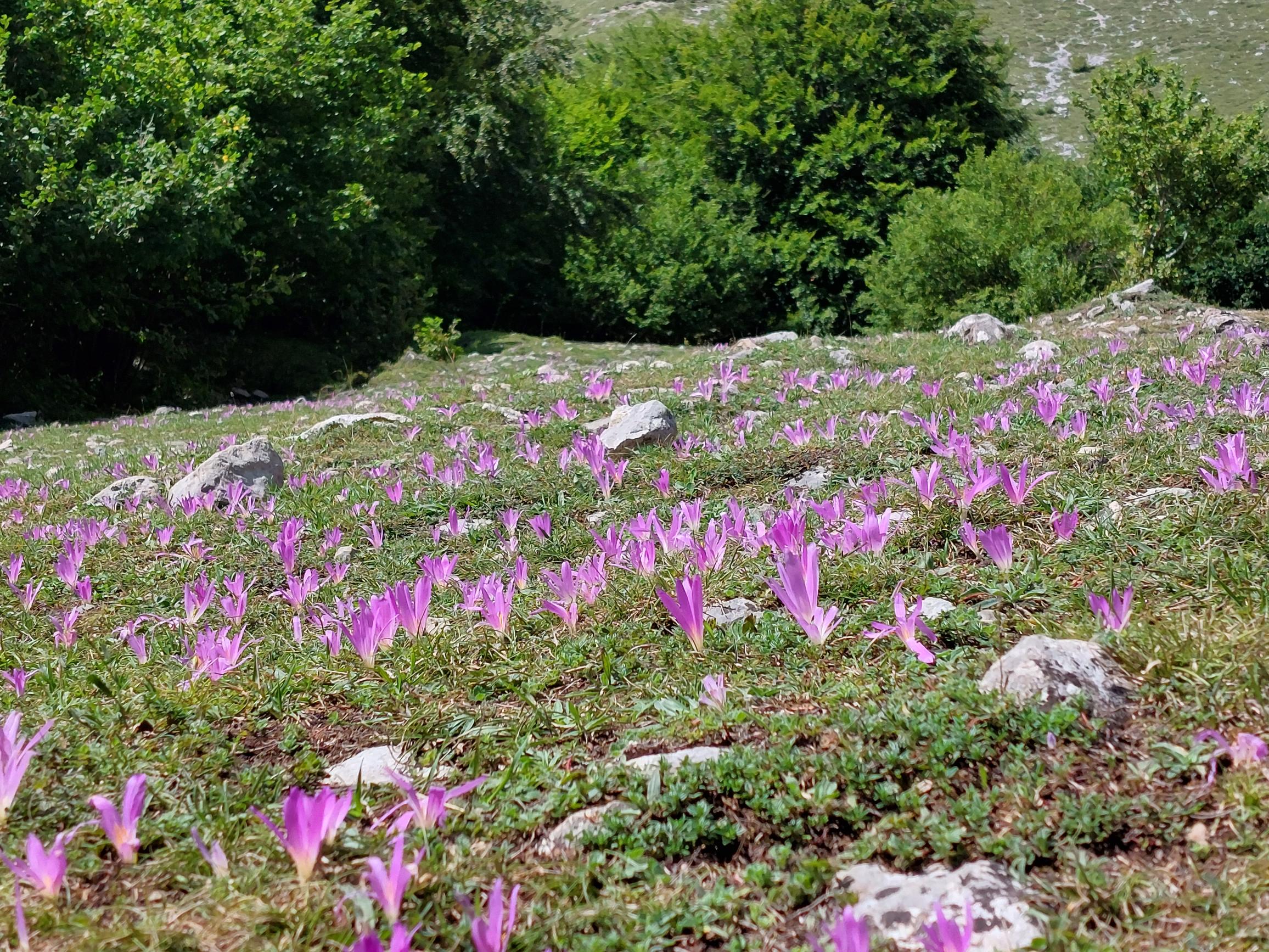 Spain NW Picos de Europa, Aliva Circuit, , Walkopedia