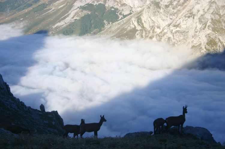 Spain NW Picos de Europa, Picos de Europa, Rebecos, early morning from Jermoso ridge, Walkopedia