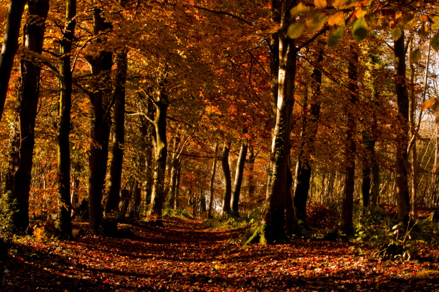 United Kingdom England Cotswolds, Cotswold Way, Cotswold Way , Walkopedia