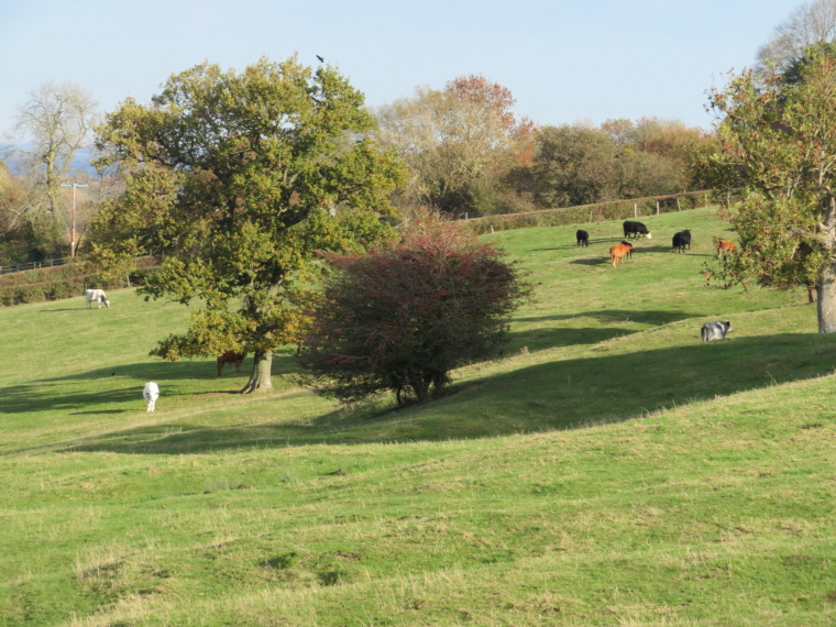 United Kingdom England Cotswolds, Cotswold Way, Near Stanton, Walkopedia