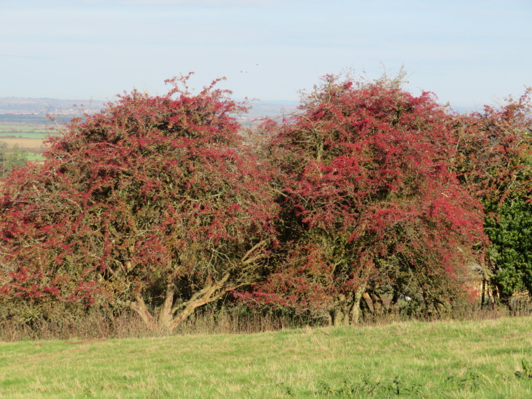 United Kingdom England Cotswolds, Cotswold Way, Near Stanton 2, Walkopedia