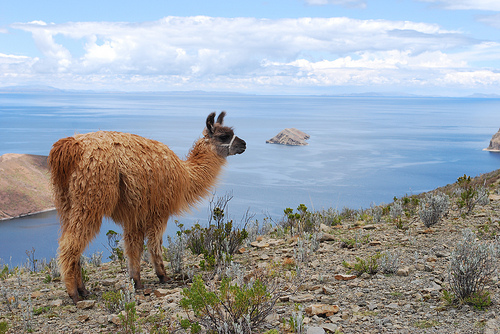 Bolivia Lake Titicaca, Isla del Sol, Llama, Isla del Sol, Walkopedia