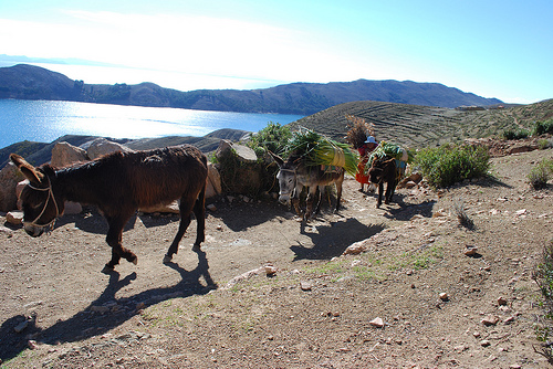 Bolivia Lake Titicaca, Isla del Sol, Public Transport, Isla del Sol, Walkopedia