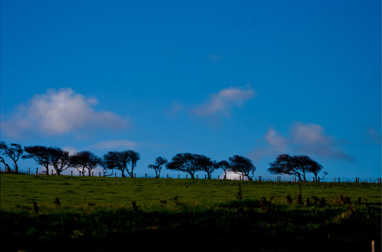 United Kingdom England North, Cleveland Way, Trees on Windswept Moors, Walkopedia