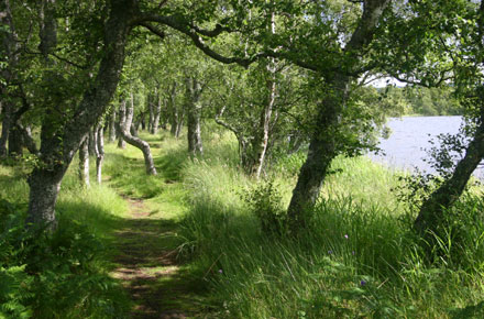 United Kingdom Scotland Cairngorms, Muir of Dinnet (Loch Kinord and Burn O'Vat), Lakeside Trees, Walkopedia