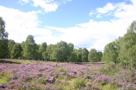 United Kingdom Scotland Cairngorms, Muir of Dinnet (Loch Kinord and Burn O'Vat), , Walkopedia