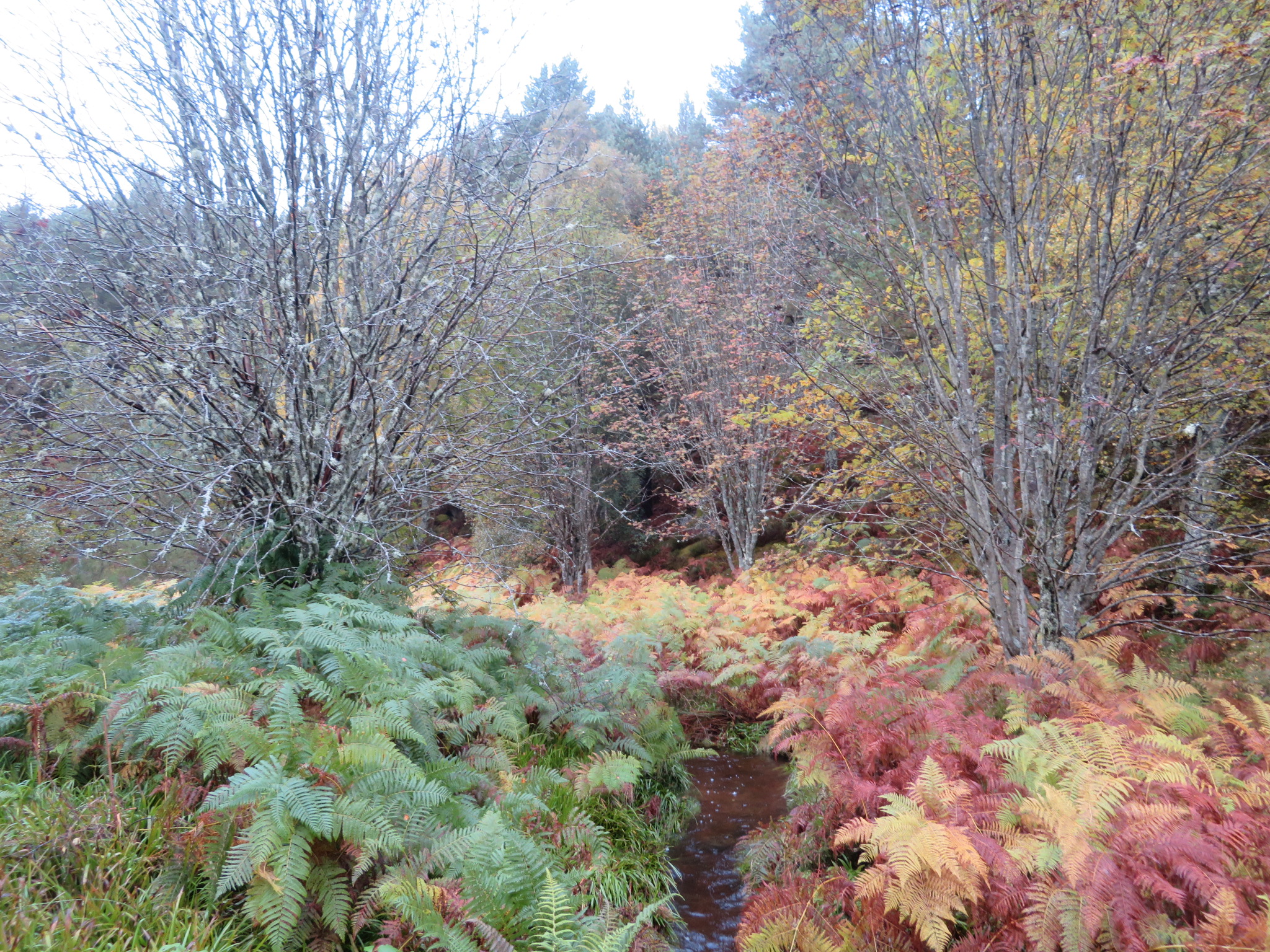 Muir of Dinnet (Loch Kinord and Burn O'Vat): Burn, Autumn Colours - © William Mackesy