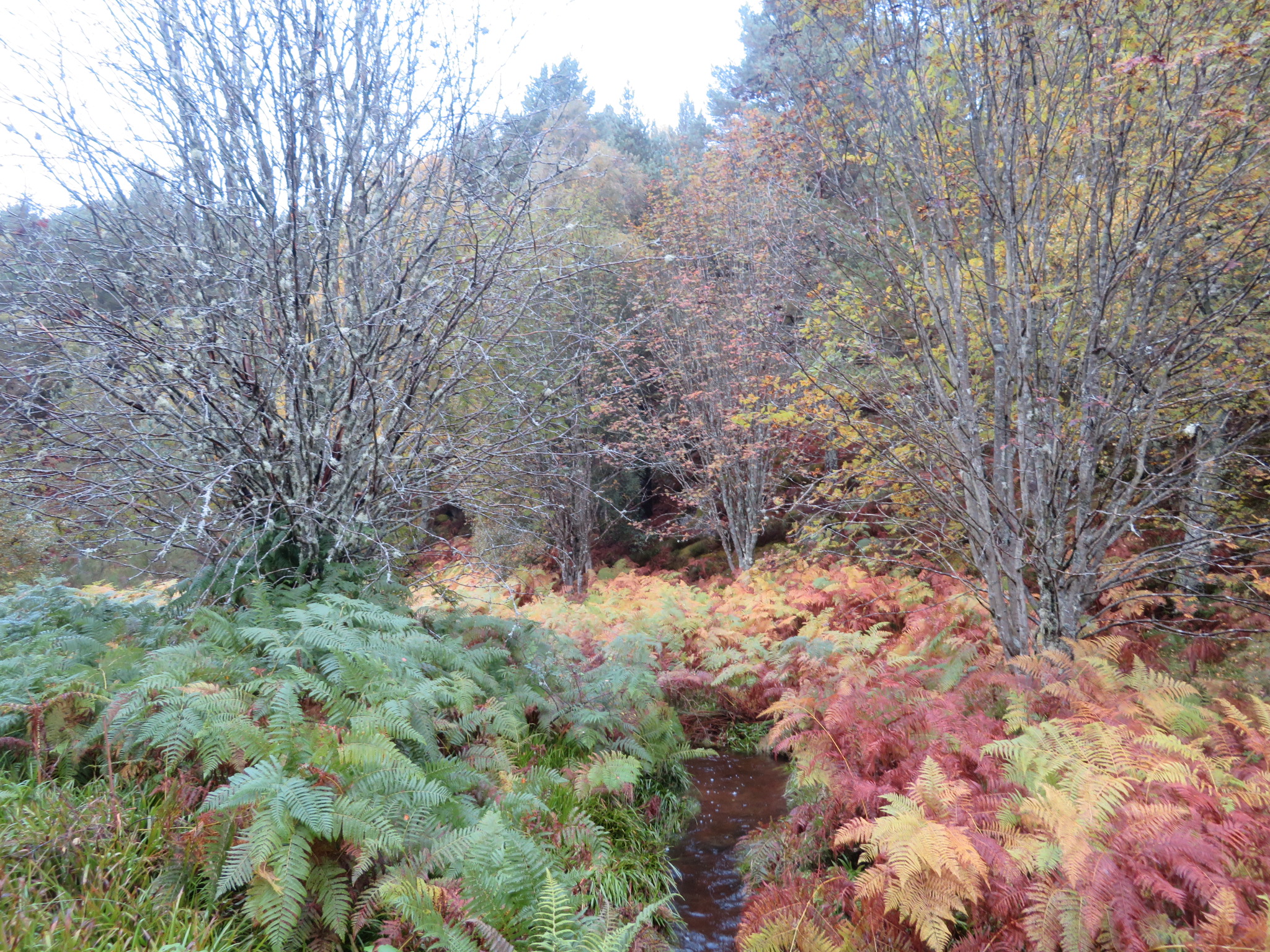 United Kingdom Scotland Cairngorms, Muir of Dinnet (Loch Kinord and Burn O'Vat), Burn, Autumn Colours, Walkopedia