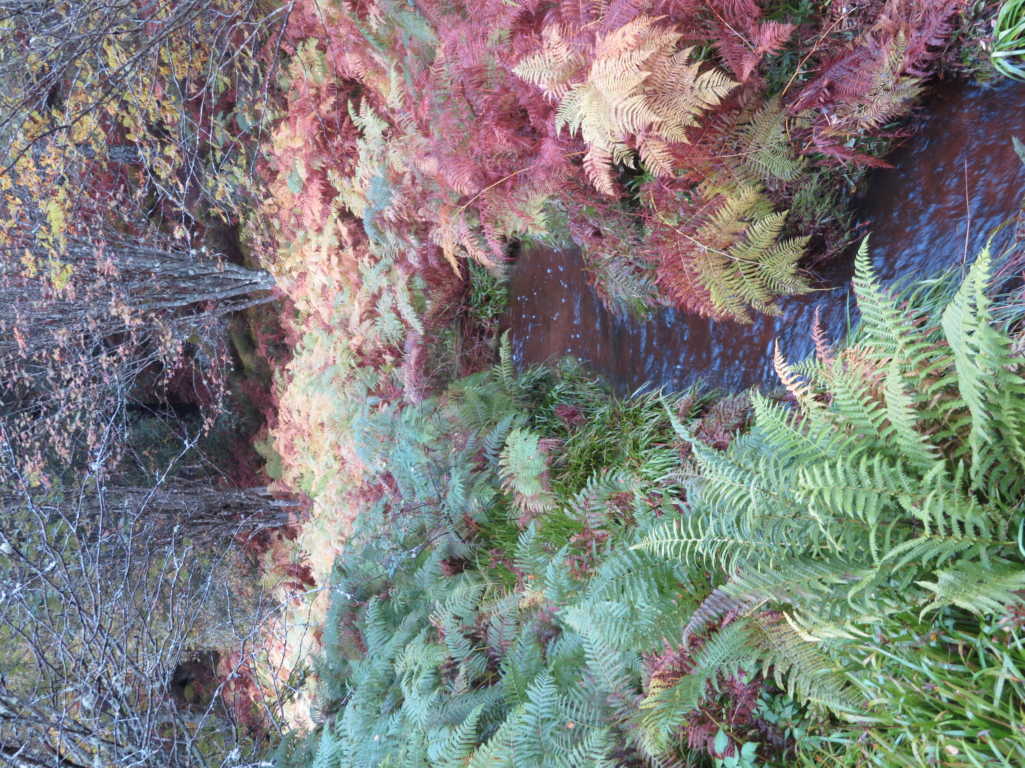 United Kingdom Scotland Cairngorms, Muir of Dinnet (Loch Kinord and Burn O'Vat), Burn, Autumn Colours, Walkopedia