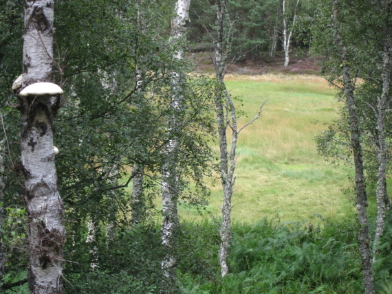 United Kingdom Scotland Cairngorms, Muir of Dinnet (Loch Kinord and Burn O'Vat), , Walkopedia