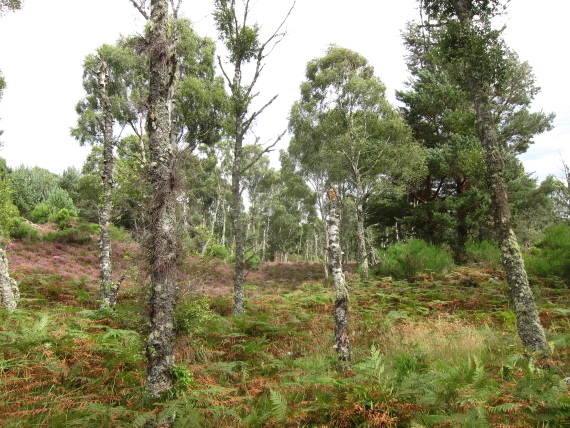 United Kingdom Scotland Cairngorms, Muir of Dinnet (Loch Kinord and Burn O'Vat), , Walkopedia