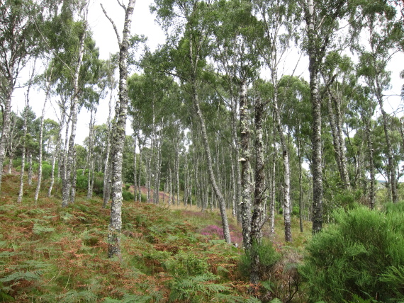 United Kingdom Scotland Cairngorms, Muir of Dinnet (Loch Kinord and Burn O'Vat), , Walkopedia