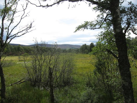 United Kingdom Scotland Cairngorms, Muir of Dinnet (Loch Kinord and Burn O'Vat), , Walkopedia