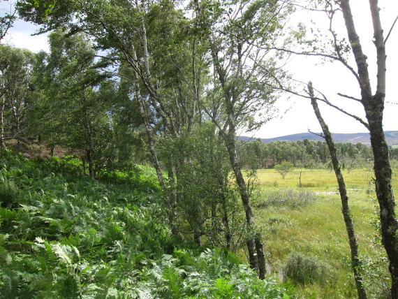 United Kingdom Scotland Cairngorms, Muir of Dinnet (Loch Kinord and Burn O'Vat), , Walkopedia