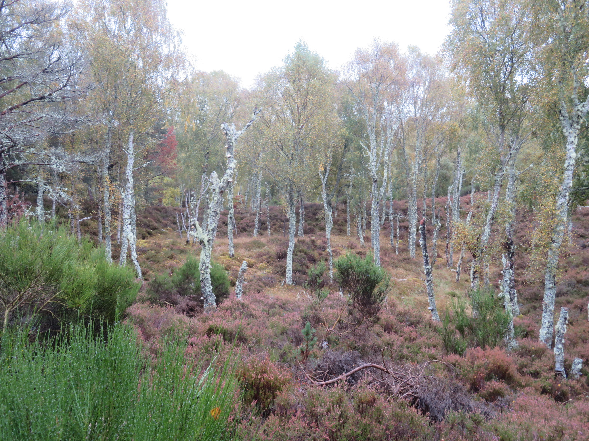 United Kingdom Scotland Cairngorms, Muir of Dinnet (Loch Kinord and Burn O'Vat), , Walkopedia