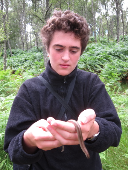 United Kingdom Scotland Cairngorms, Muir of Dinnet (Loch Kinord and Burn O'Vat), Slow Worm, Walkopedia