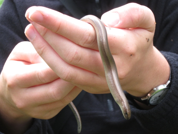 United Kingdom Scotland Cairngorms, Muir of Dinnet (Loch Kinord and Burn O'Vat), Slow Worm, Walkopedia