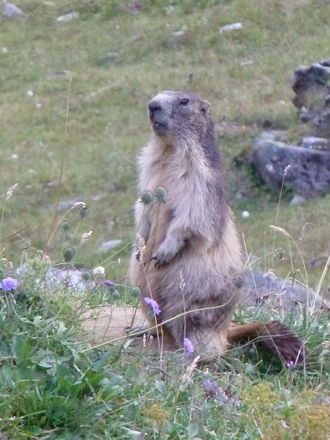 France Alps, GR5 or Grand Traverse des Alpes, Marmot near Refuge d'Entre-le-Lac, Walkopedia