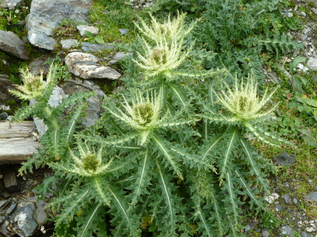 France Alps, GR5 or Grand Traverse des Alpes, Cabbage Thistle on route to Col du Palet, Walkopedia