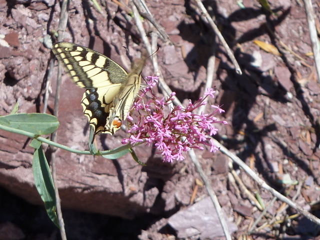 France Alps, GR5 or Grand Traverse des Alpes, Swallowtail on Narrow-leafed Valerian on descent into St Saveur sur Tinee, Walkopedia