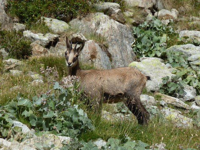 France Alps, GR5 or Grand Traverse des Alpes, Chamois on ascent to Pas du Mont Colomb (8360 feet), Walkopedia