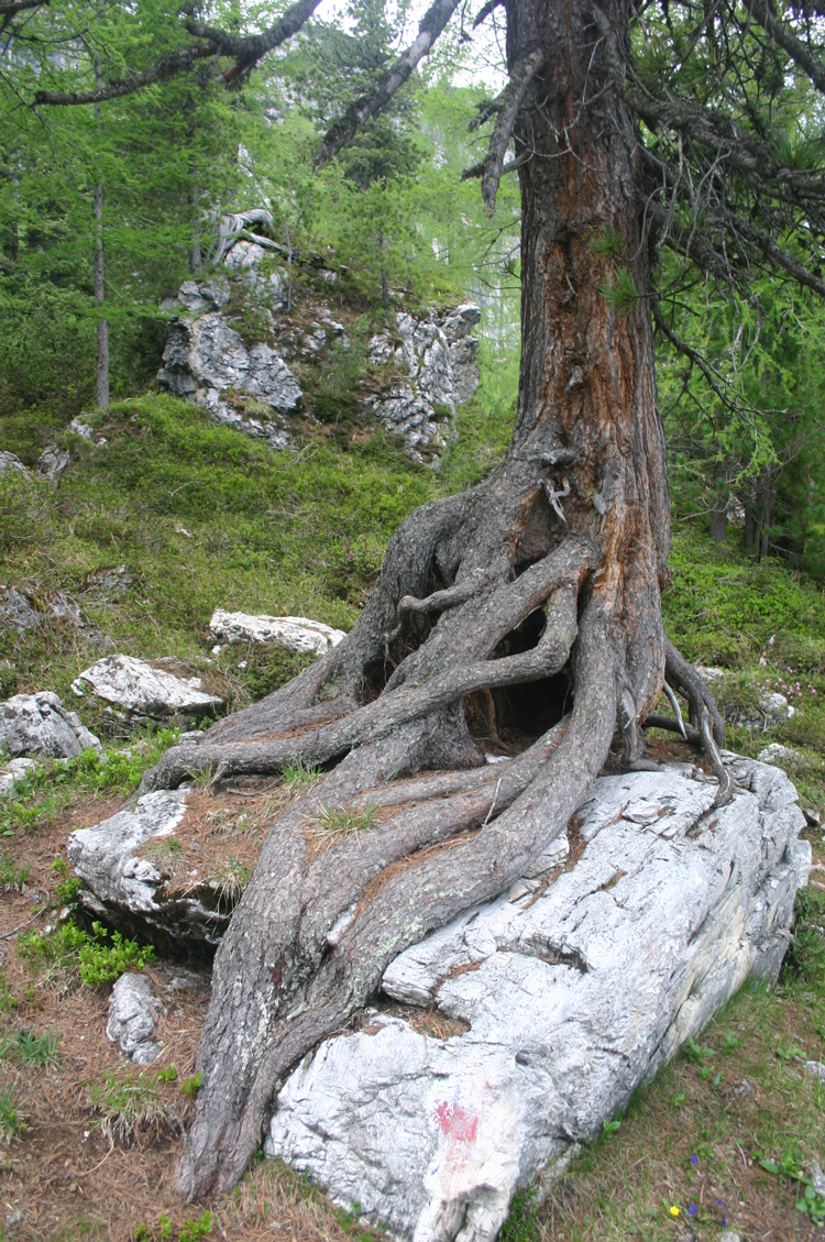 Italy Dolomites, Croda da Lago Circuit, , Walkopedia