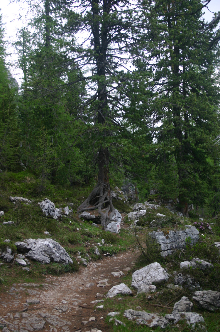 Italy Dolomites, Croda da Lago Circuit, , Walkopedia