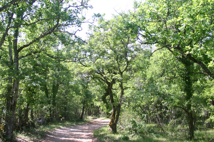 France, Chemin St Jacques, Farmland reverted to forest, Walkopedia