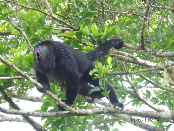 Belize, Mayan Belize, Mexican Black Howler Monkey - El Pilar, Belize , Walkopedia