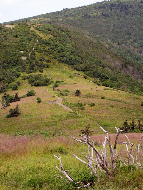 USA Eastern, Appalachian Trail, Appalachian Trail - climbing to the Jane Bald, Walkopedia